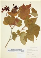 藏品(三裂莢迷)的圖片